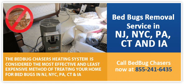 Chemical-Free Bed Bug Treatment in Brooklyn, How to Get Rid of Bed Bugs in Brooklyn, Bed Bug Heat Treatment in Brooklyn