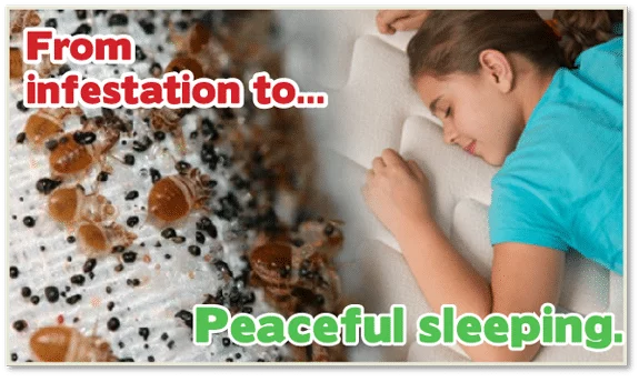 Kill Bed Bugs Brooklyn, Chemical Free Bed Bug Treatment Brooklyn, Bed Bug Treatment Brooklyn, Chemical Free Bed Bug Treatment NYC, Bed Bug Treatment NYC, Bed Bug Exterminator Brooklyn, Bed Bug Exterminator NYC,